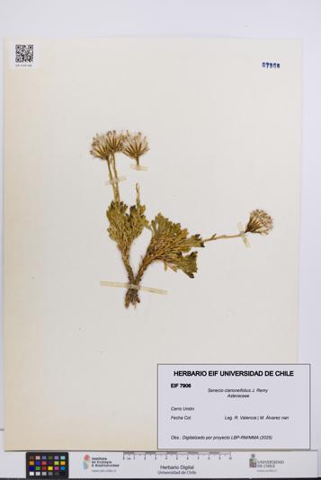 Senecio clarioneifolius [Espécimen: UCH:EIF:0007906]