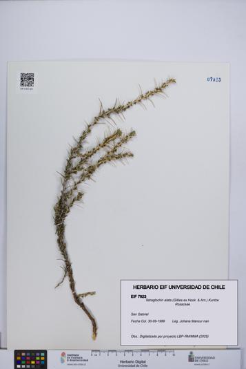 Tetraglochin alata [Espécimen: UCH:EIF:0007923]