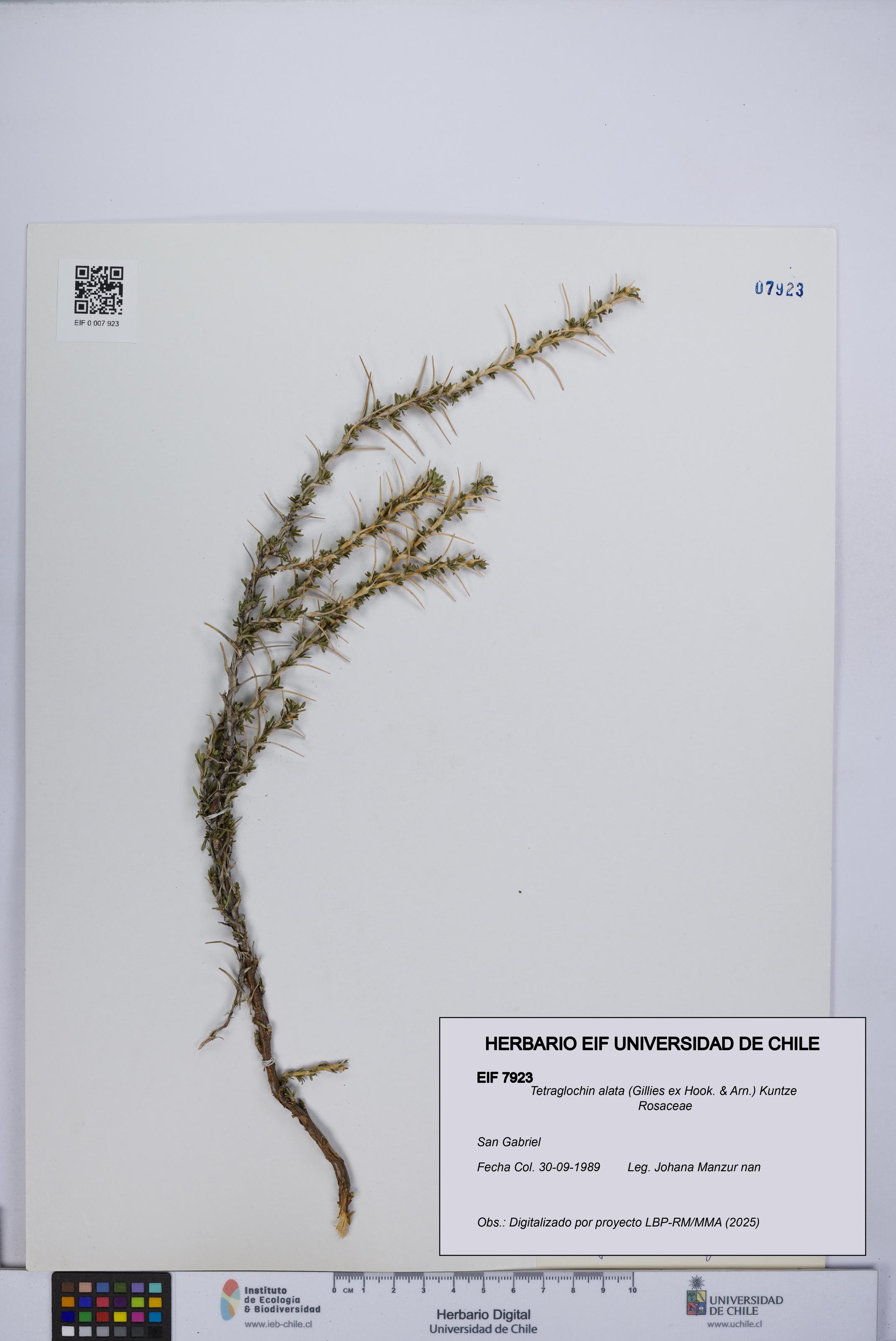 Tetraglochin alata [Espécimen: UCH:EIF:0007923]