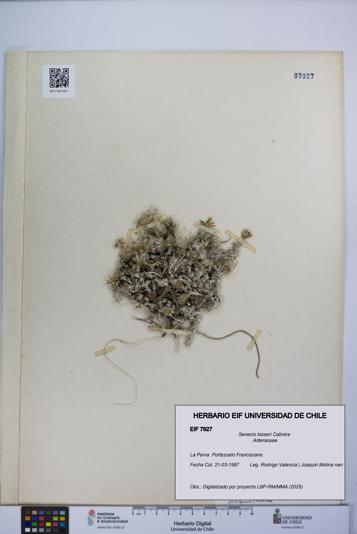 Senecio looseri [Espécimen: UCH:EIF:0007927]