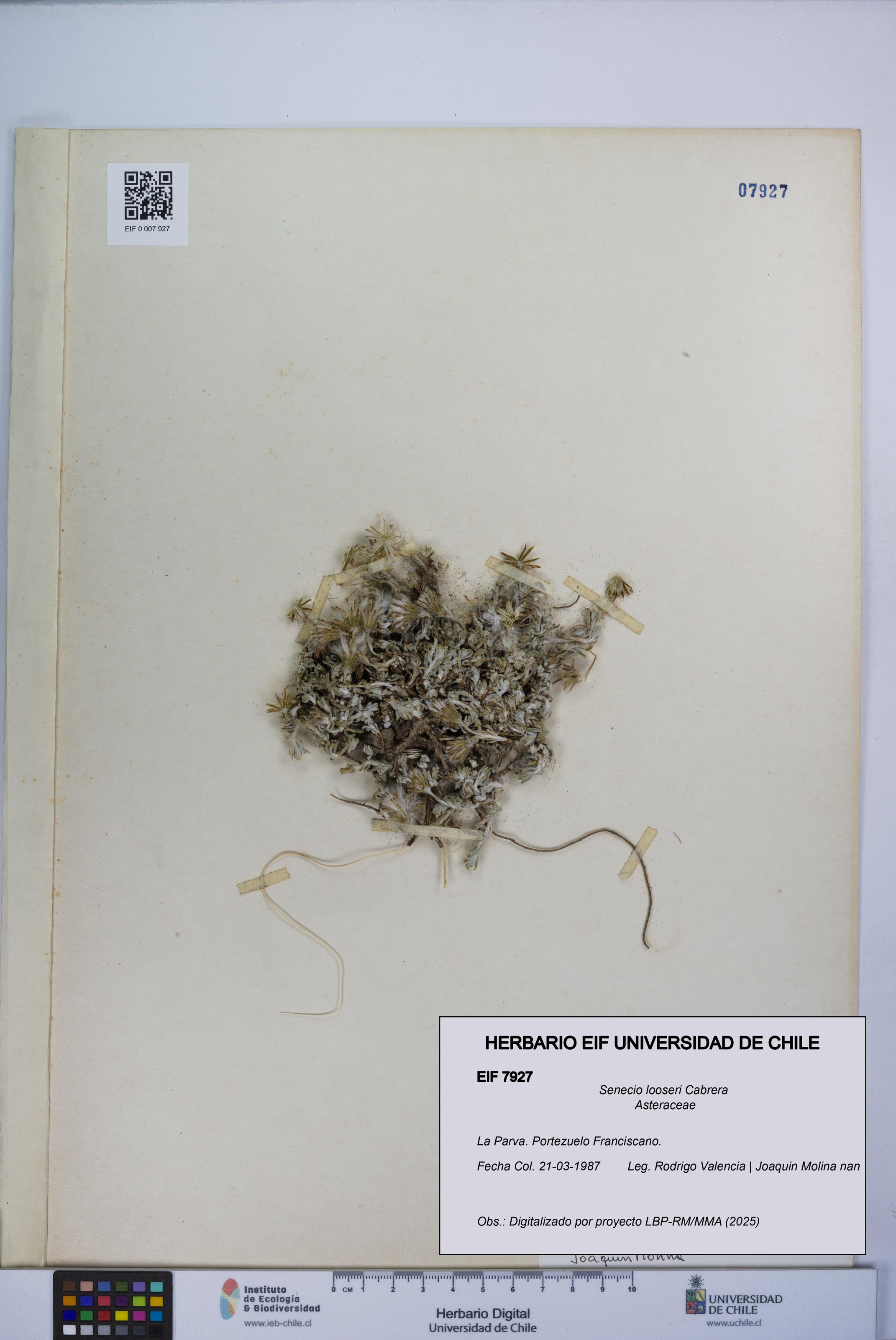 Senecio looseri [Espécimen: UCH:EIF:0007927]