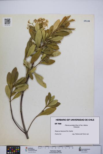 Pitavia punctata [Espécimen: UCH:EIF:0007939]