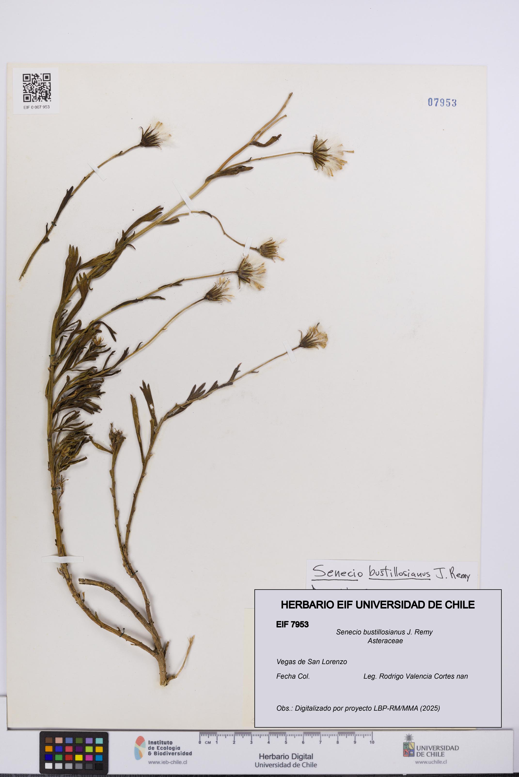 Senecio bustillosianus [Espécimen: UCH:EIF:0007953]