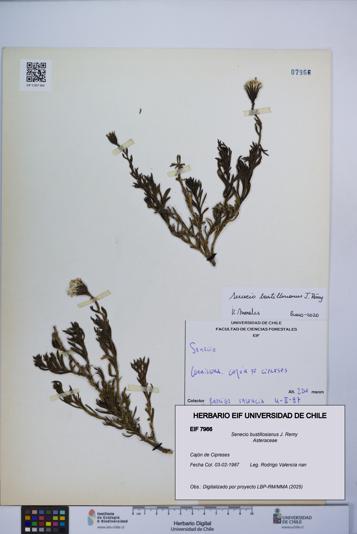 Senecio bustillosianus [Espécimen: UCH:EIF:0007966]