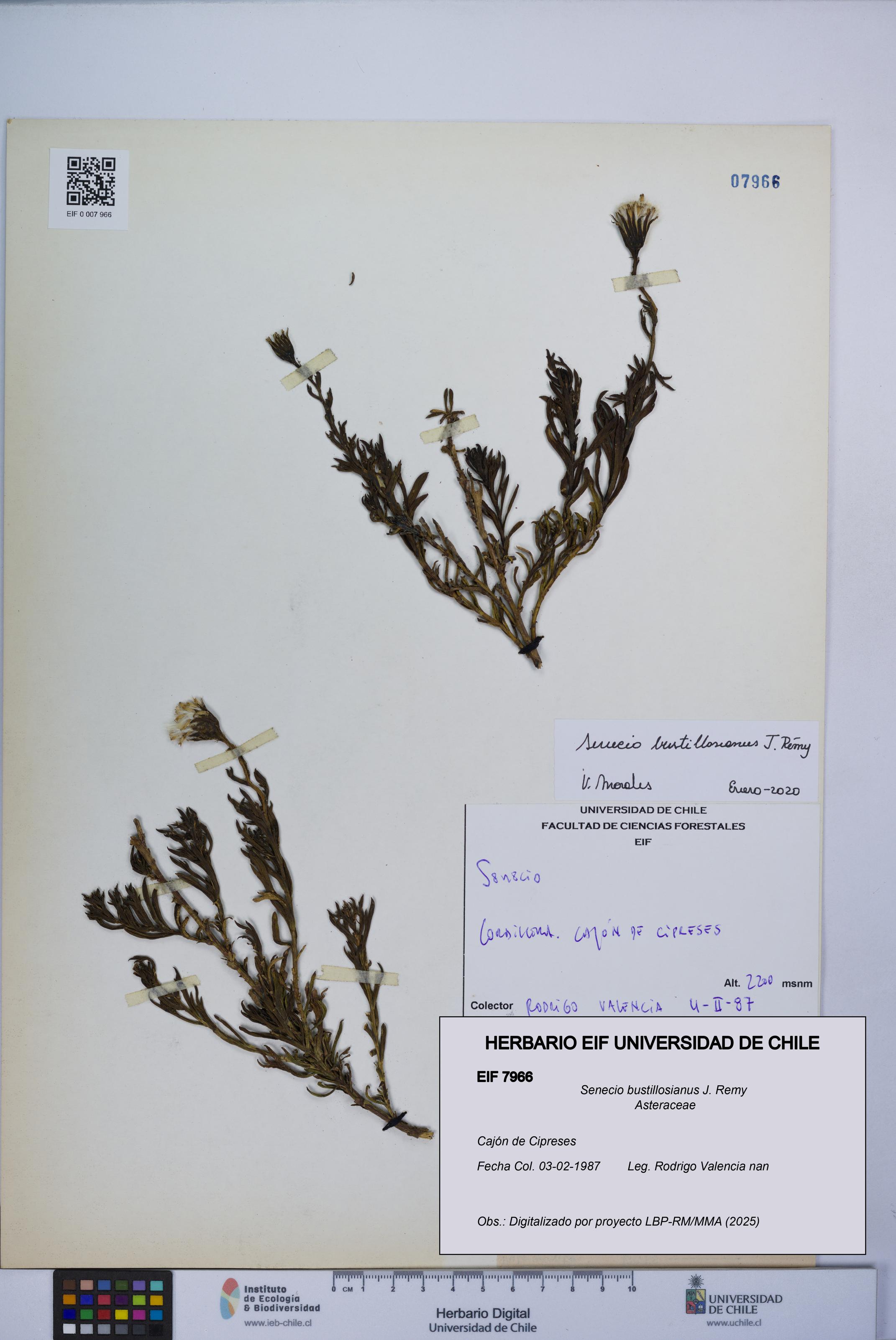 Senecio bustillosianus [Espécimen: UCH:EIF:0007966]