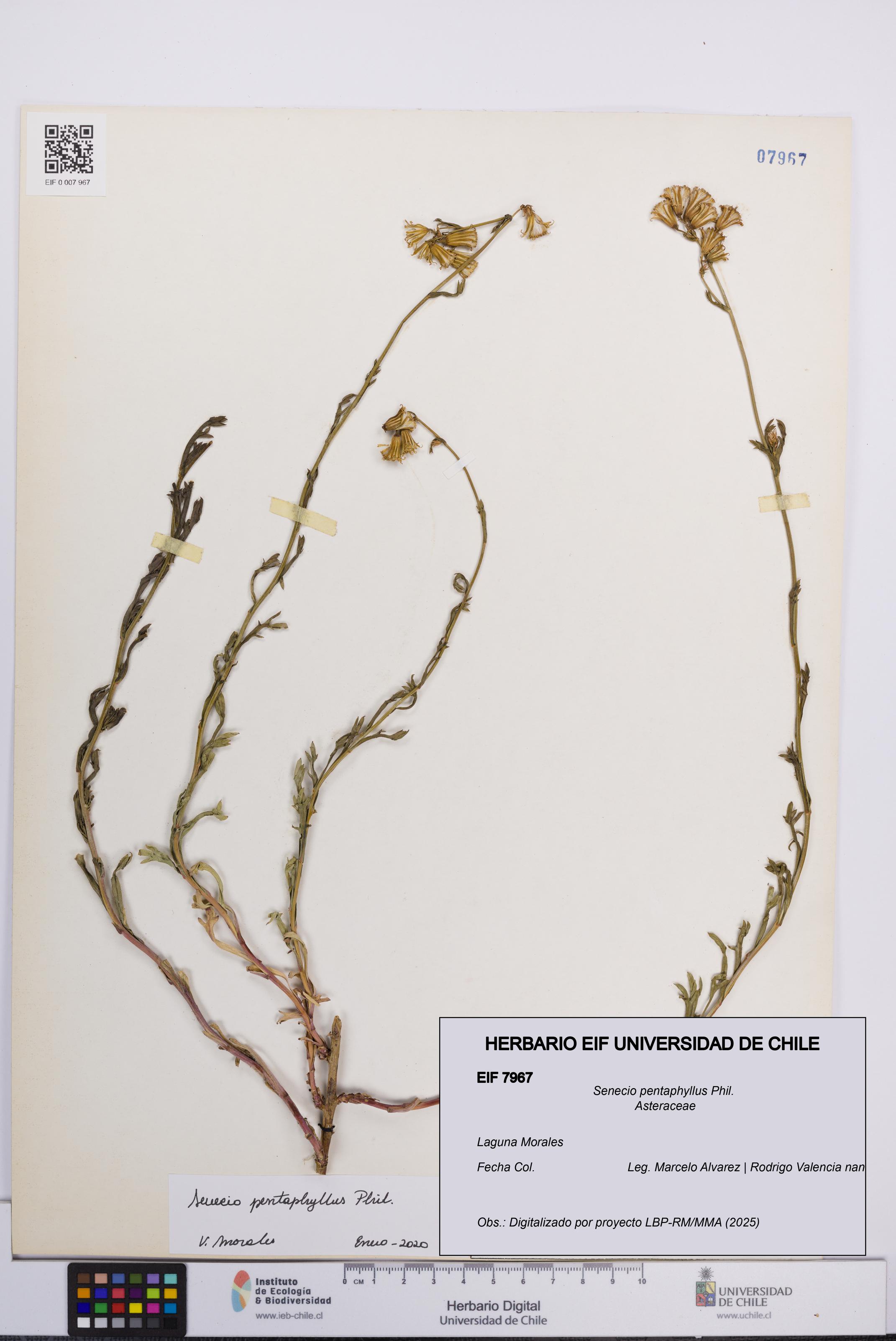 Senecio pentaphyllus [Espécimen: UCH:EIF:0007967]