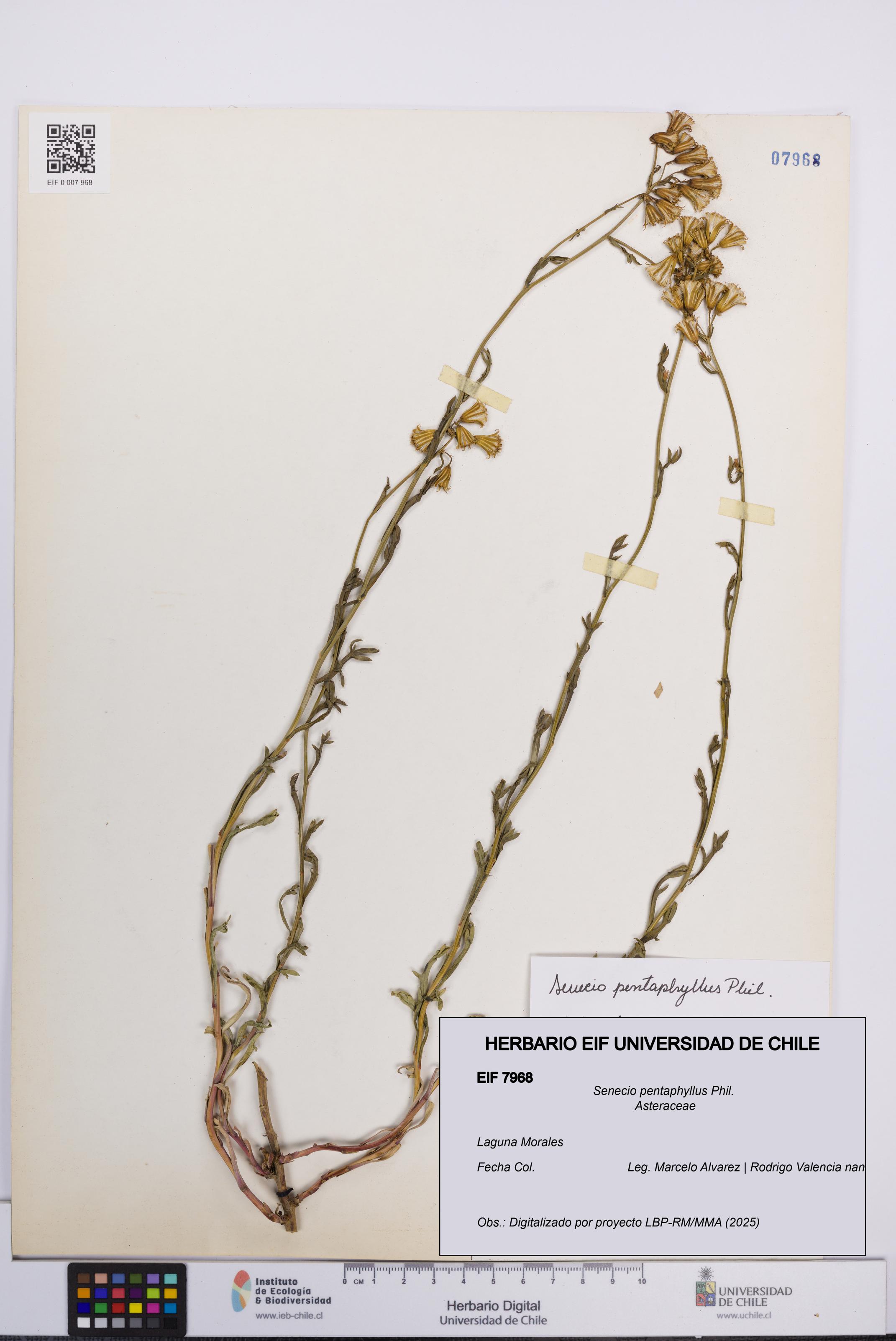 Senecio pentaphyllus [Espécimen: UCH:EIF:0007968]