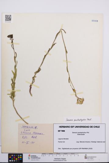 Senecio pentaphyllus [Espécimen: UCH:EIF:0007969]