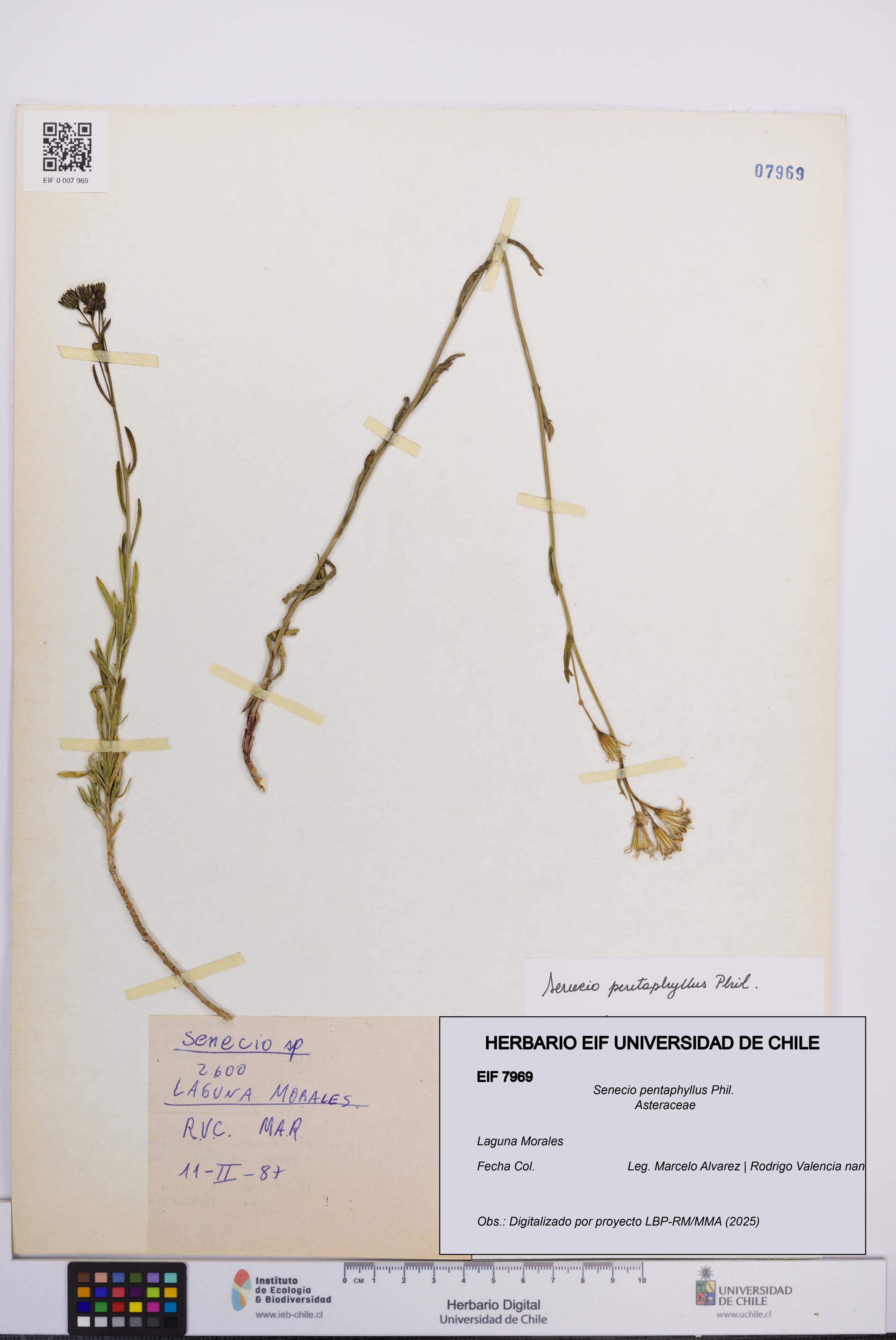 Senecio pentaphyllus [Espécimen: UCH:EIF:0007969]