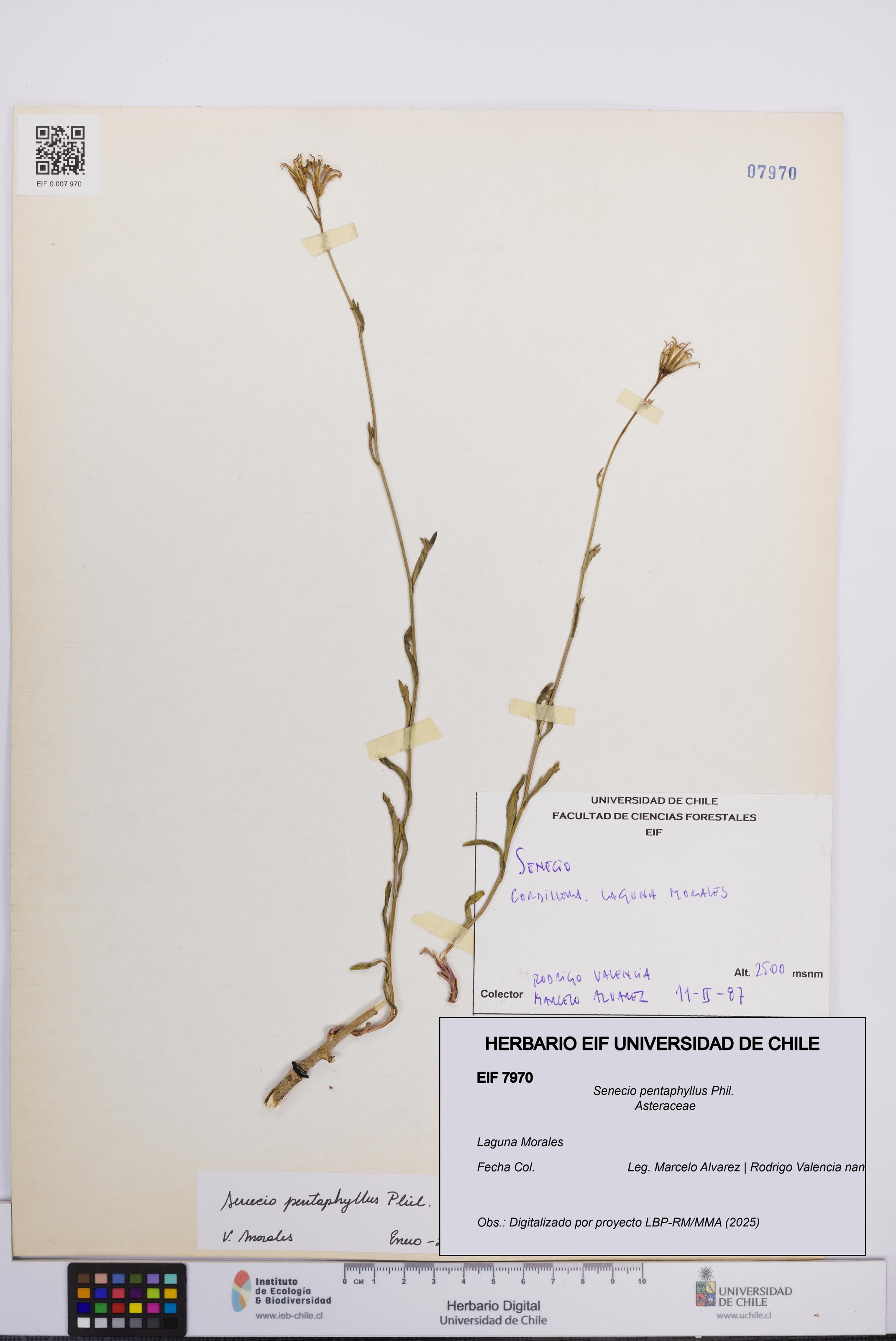 Senecio pentaphyllus [Espécimen: UCH:EIF:0007970]