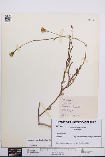 Senecio pentaphyllus [Espécimen: UCH:EIF:0007973]