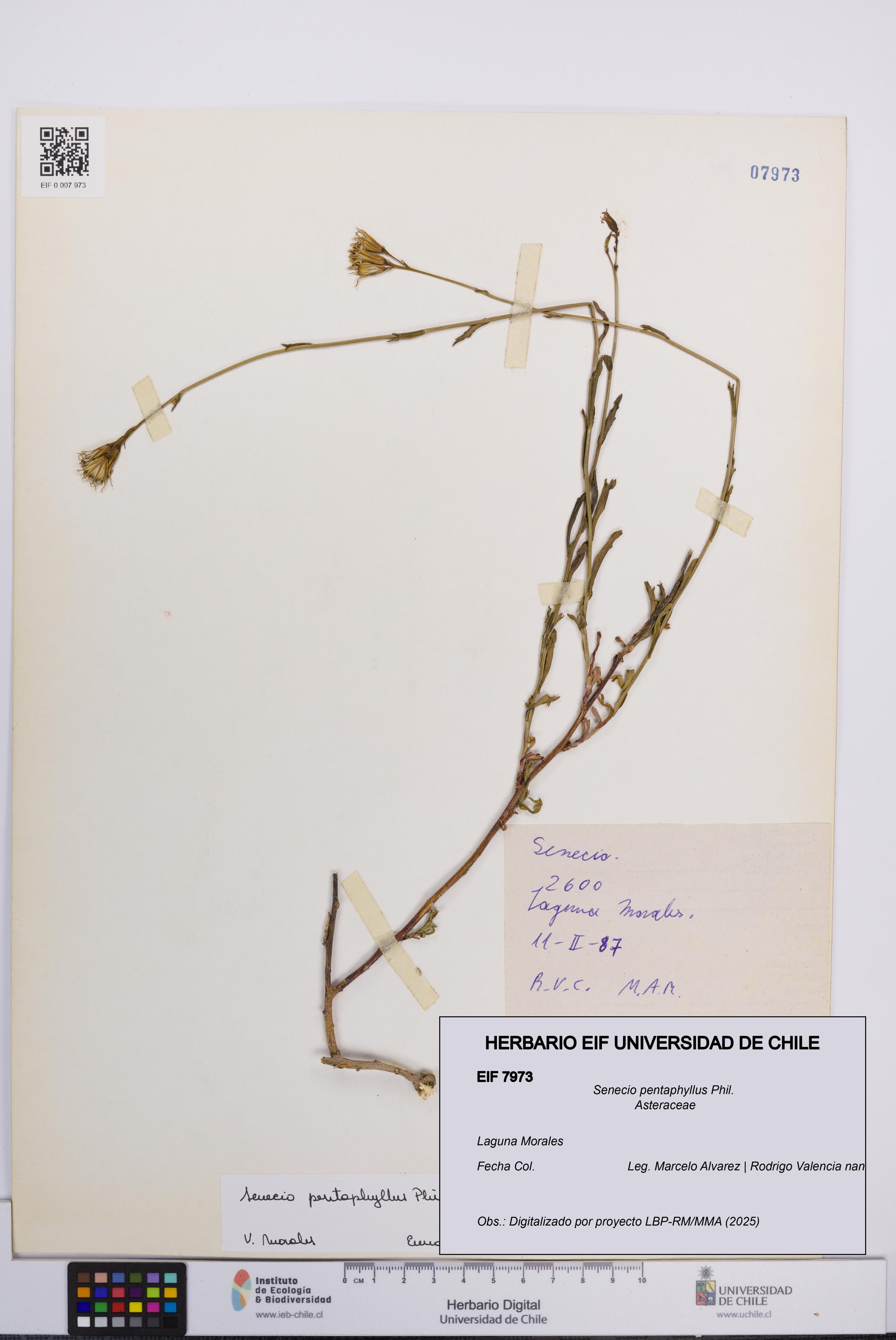Senecio pentaphyllus [Espécimen: UCH:EIF:0007973]