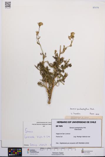 Senecio pentaphyllus [Espécimen: UCH:EIF:0007979]