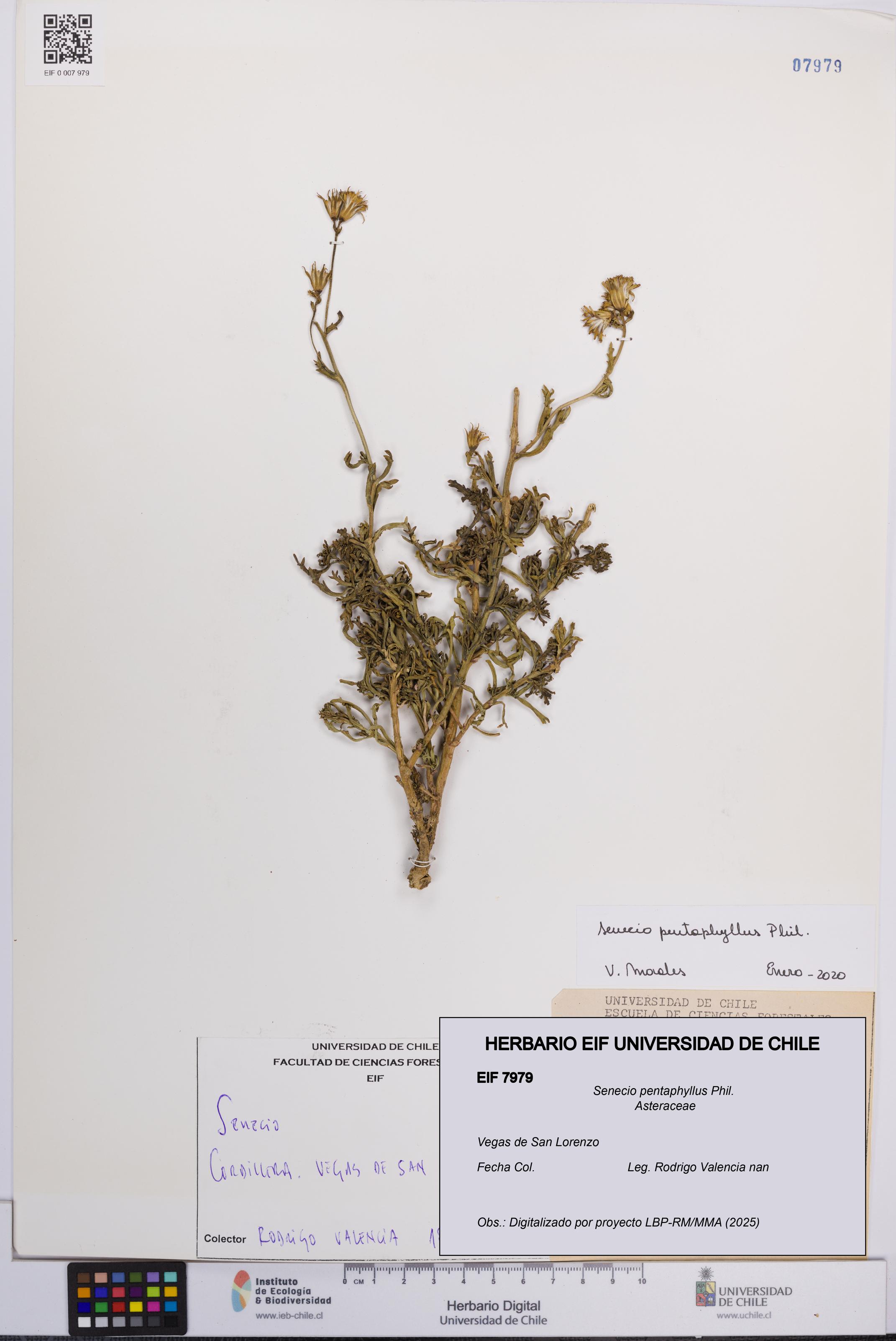 Senecio pentaphyllus [Espécimen: UCH:EIF:0007979]