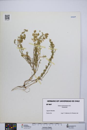 Galium trichocarpum [Espécimen: UCH:EIF:0008007]