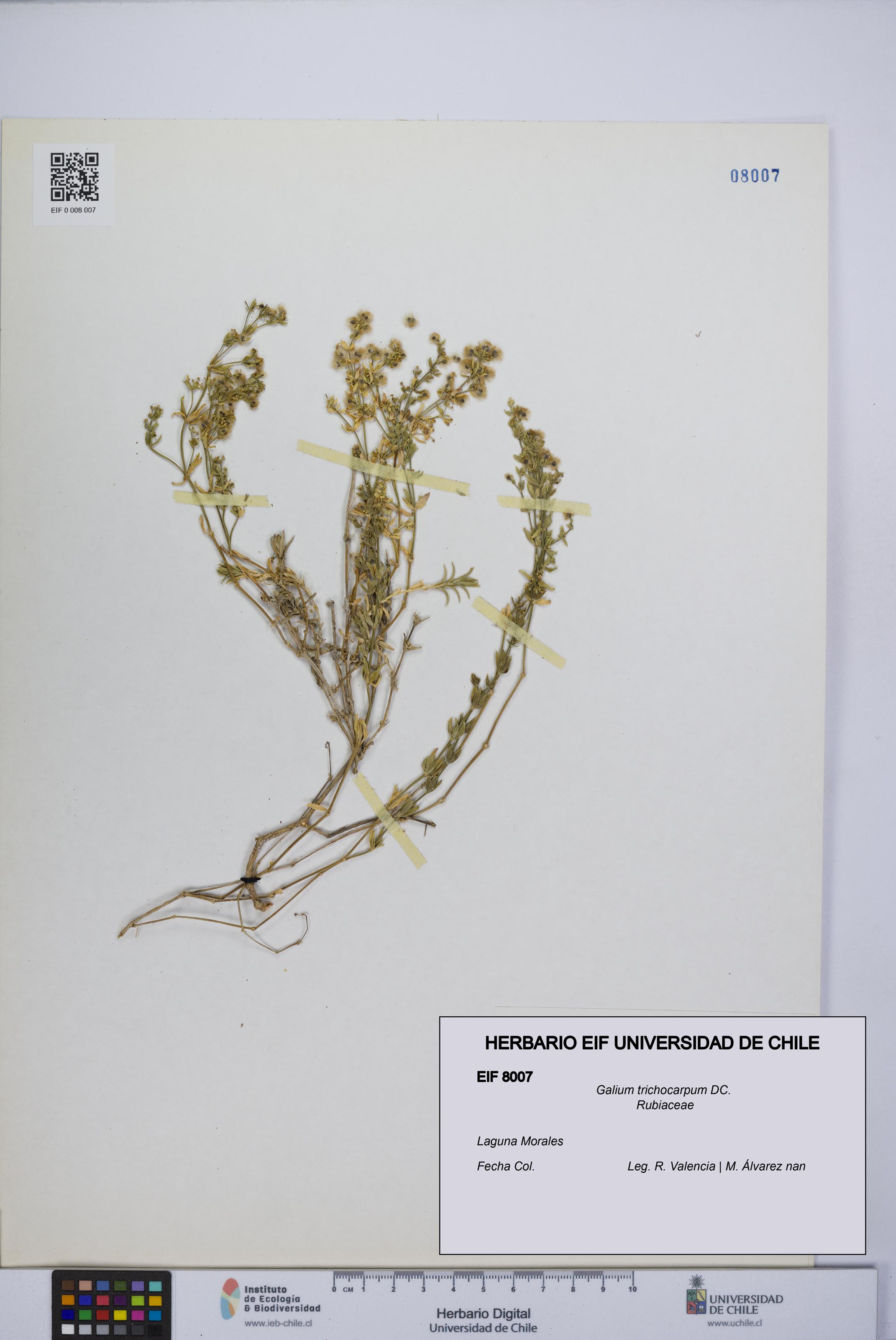Galium trichocarpum [Espécimen: UCH:EIF:0008007]