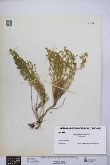 Galium trichocarpum [Espécimen: UCH:EIF:0008008]