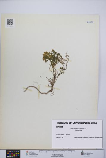 Galium trichocarpum [Espécimen: UCH:EIF:0008009]