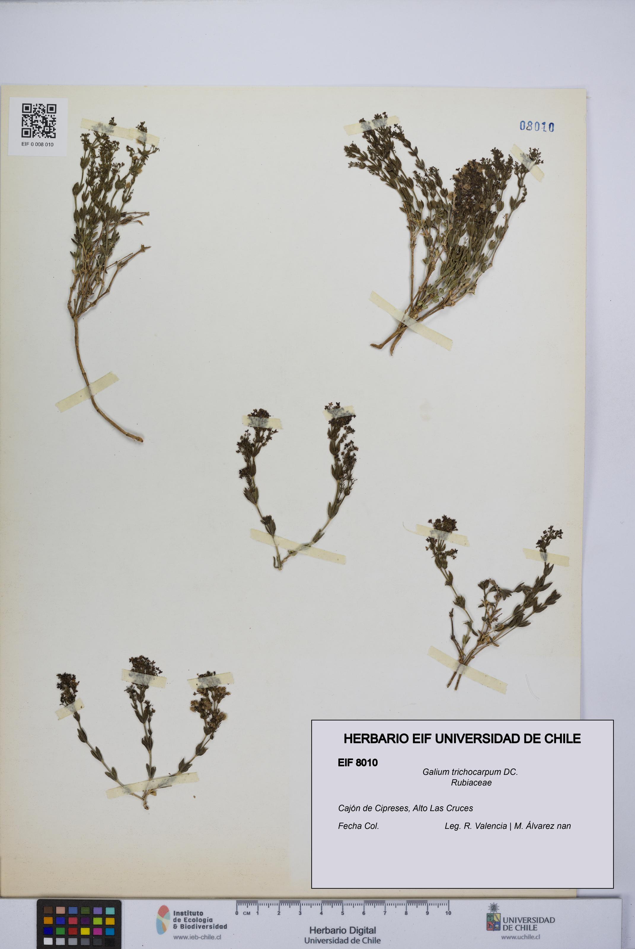 Galium trichocarpum [Espécimen: UCH:EIF:0008010]