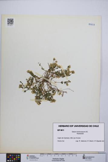 Galium trichocarpum [Espécimen: UCH:EIF:0008011]