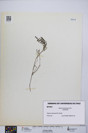 Galium trichocarpum [Espécimen: UCH:EIF:0008012]