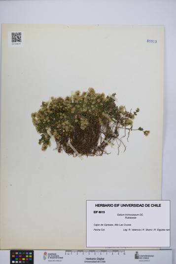 Galium trichocarpum [Espécimen: UCH:EIF:0008013]