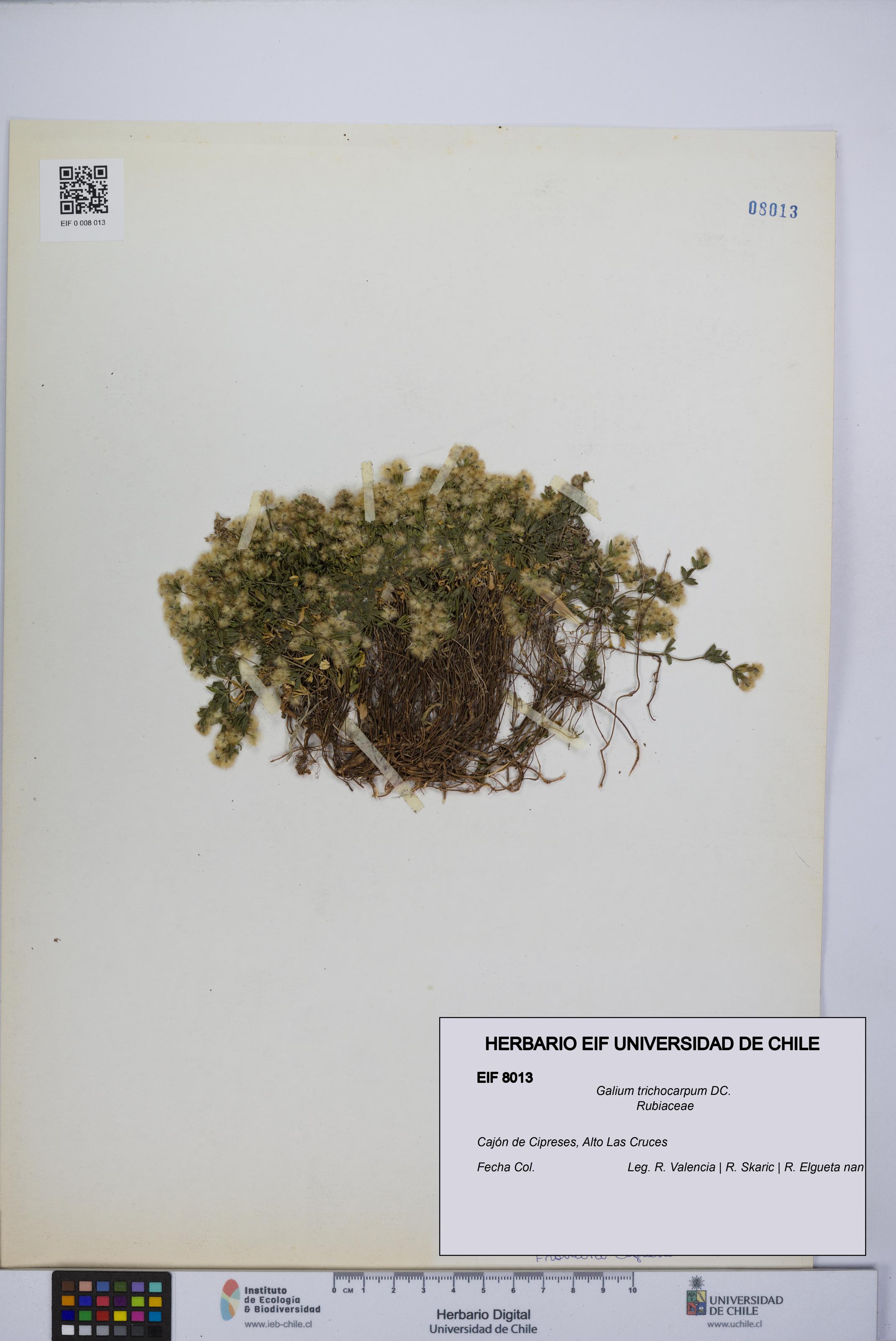 Galium trichocarpum [Espécimen: UCH:EIF:0008013]