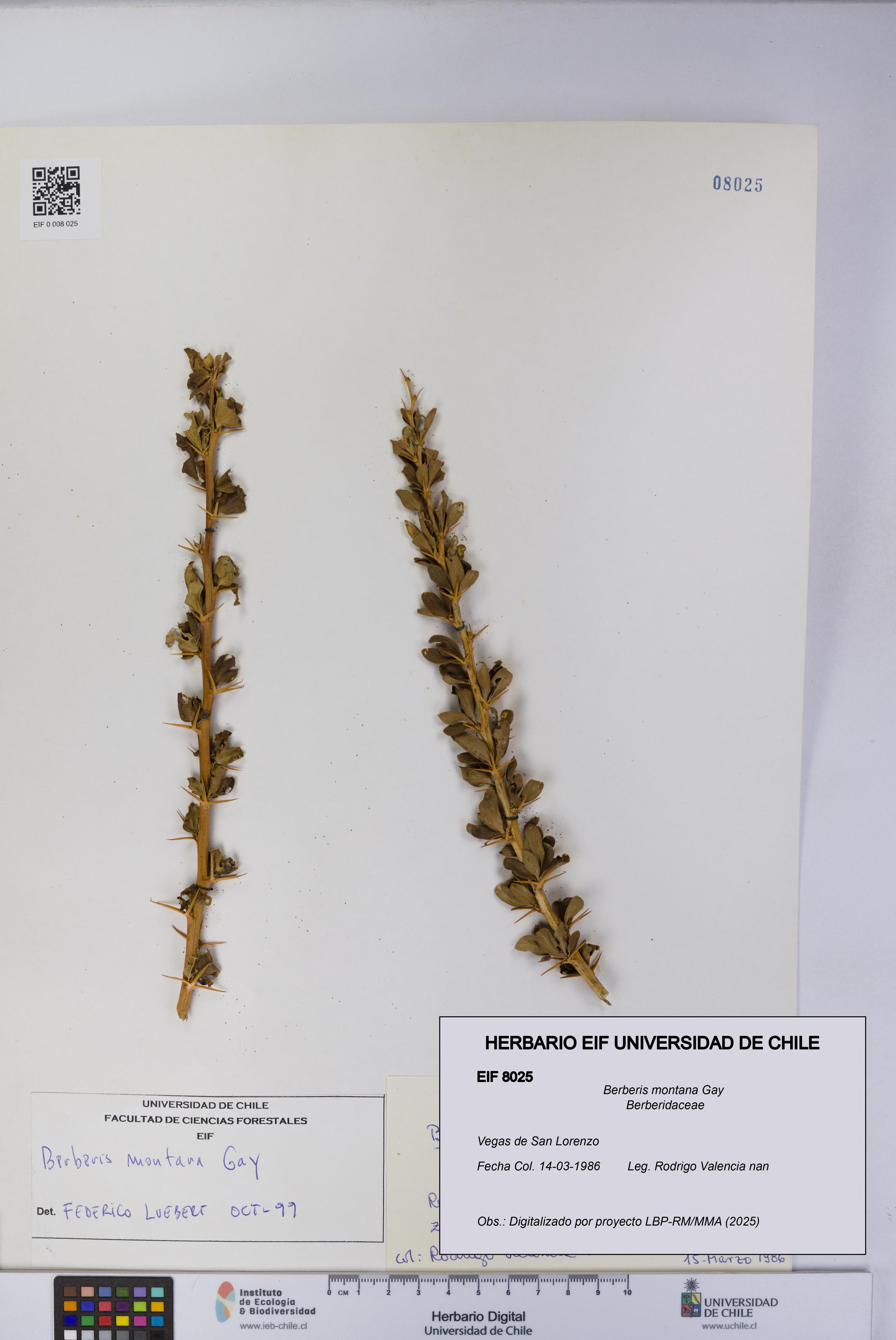 Berberis montana [Espécimen: UCH:EIF:0008025]