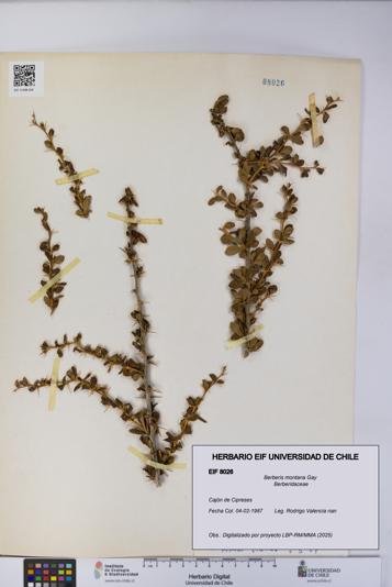 Berberis montana [Espécimen: UCH:EIF:0008026]