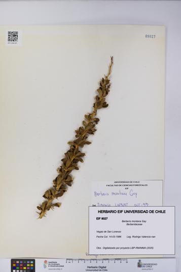 Berberis montana [Espécimen: UCH:EIF:0008027]