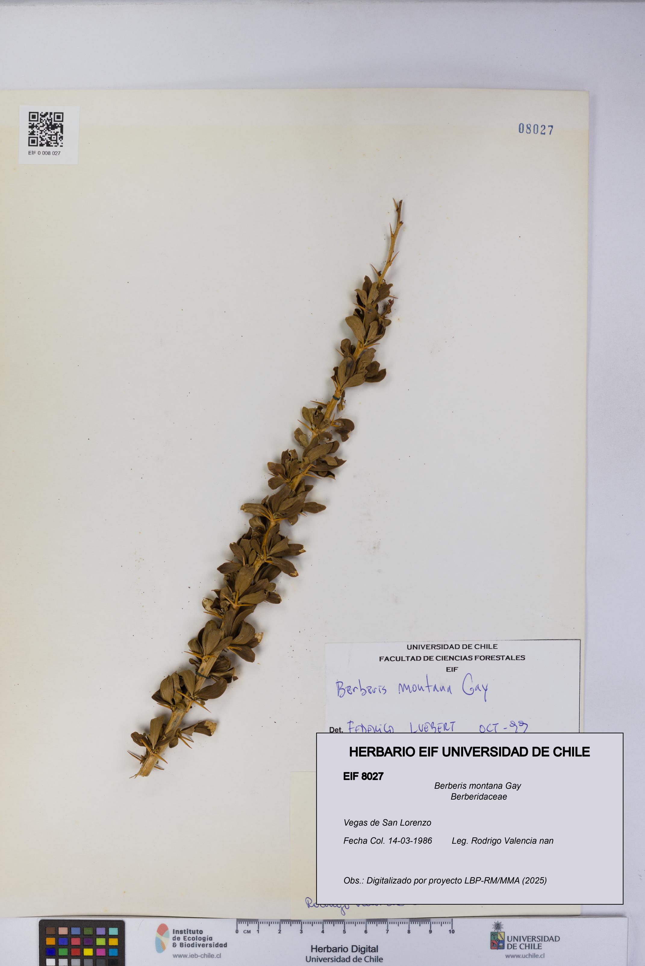 Berberis montana [Espécimen: UCH:EIF:0008027]