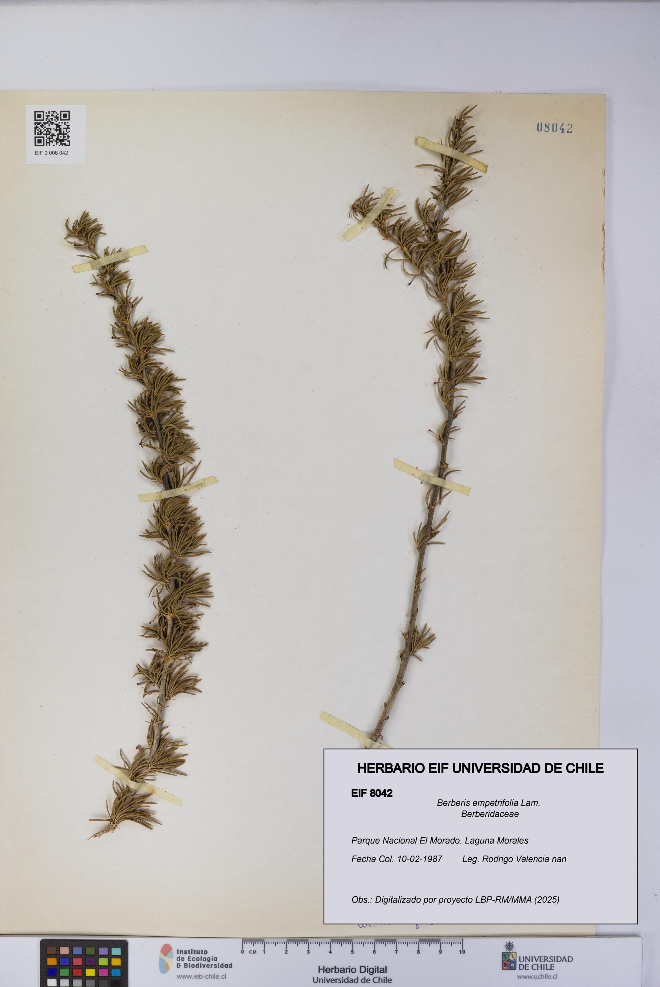 Berberis empetrifolia [Espécimen: UCH:EIF:0008042]