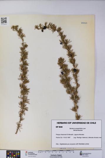 Berberis empetrifolia [Espécimen: UCH:EIF:0008046]
