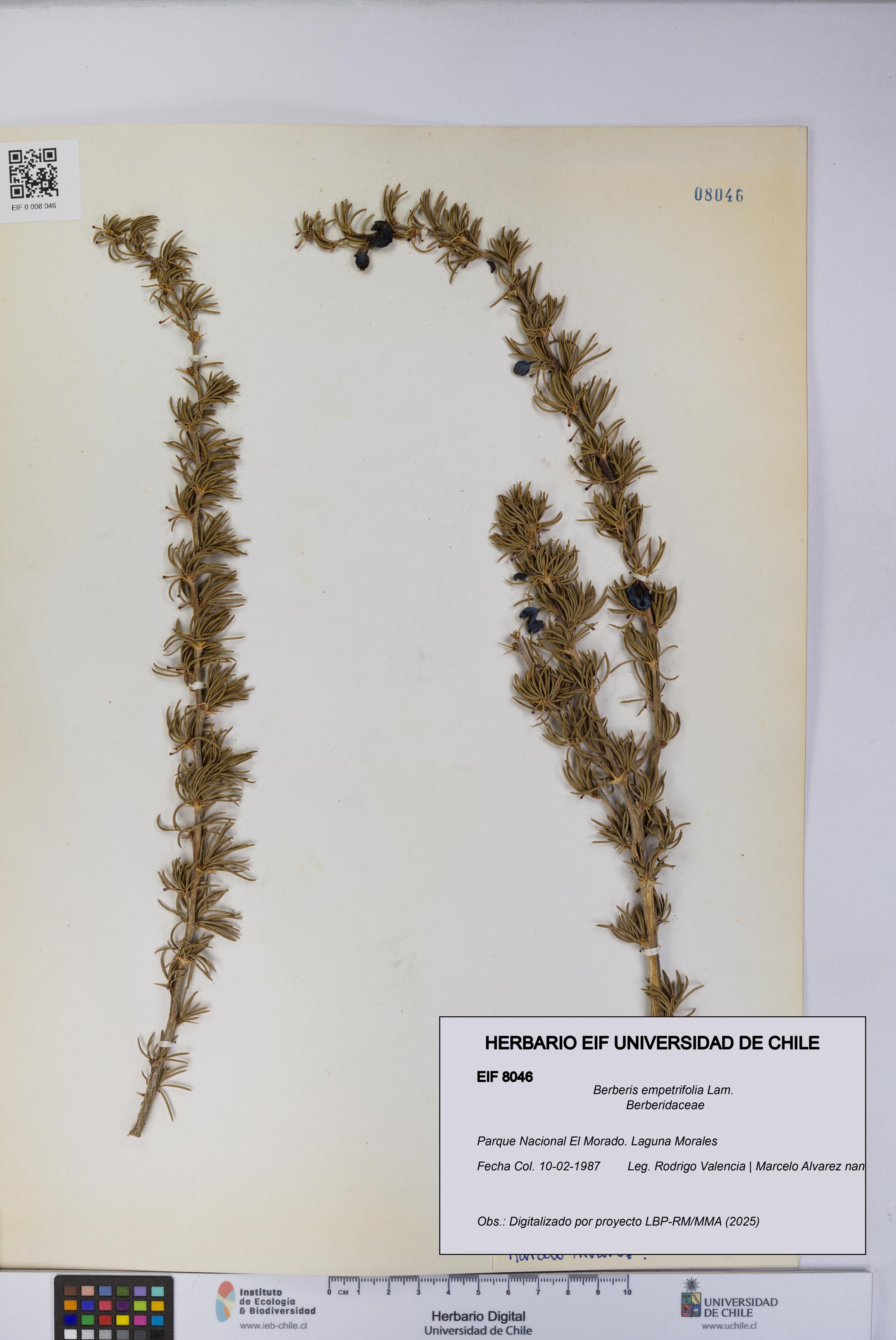 Berberis empetrifolia [Espécimen: UCH:EIF:0008046]