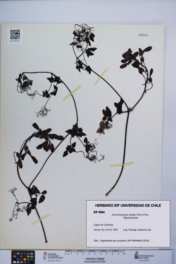 Eccremocarpus scaber [Espécimen: UCH:EIF:0008084]