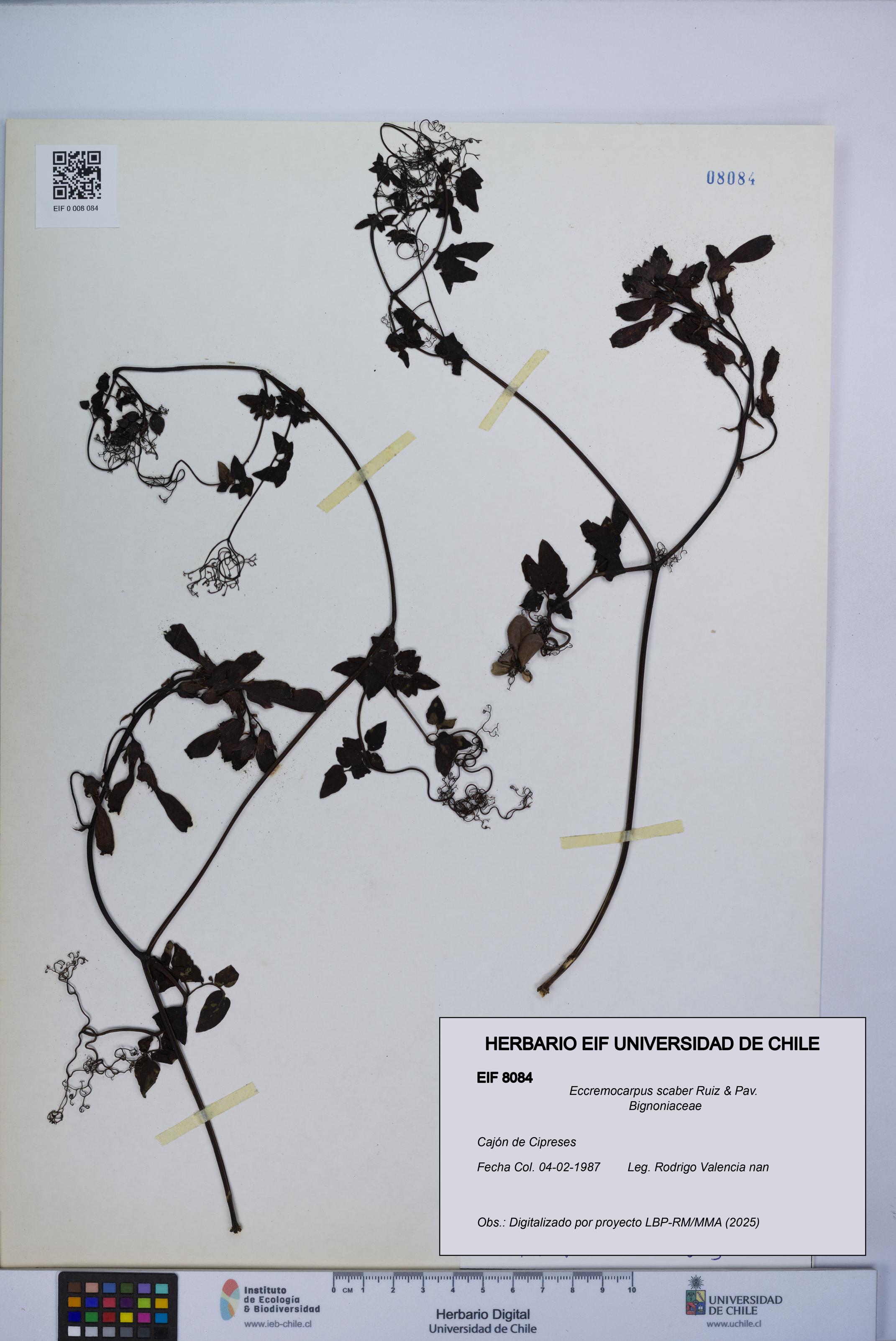 Eccremocarpus scaber [Espécimen: UCH:EIF:0008084]