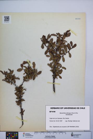 Myoschilos oblongus [Espécimen: UCH:EIF:0008105]