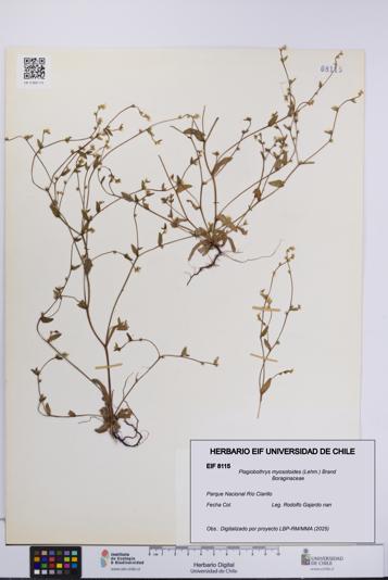 Plagiobothrys myosotoides [Espécimen: UCH:EIF:0008115]