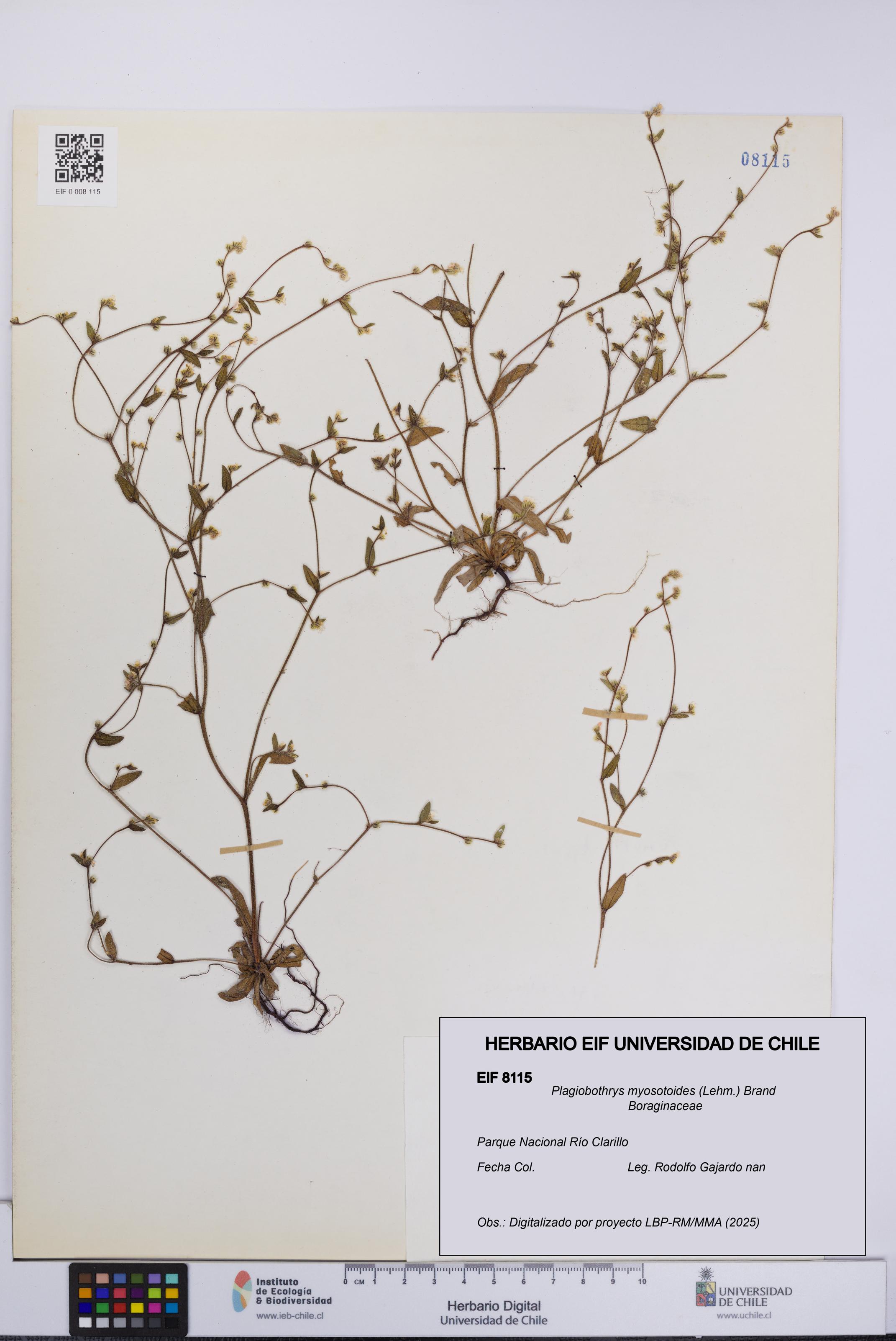 Plagiobothrys myosotoides [Espécimen: UCH:EIF:0008115]