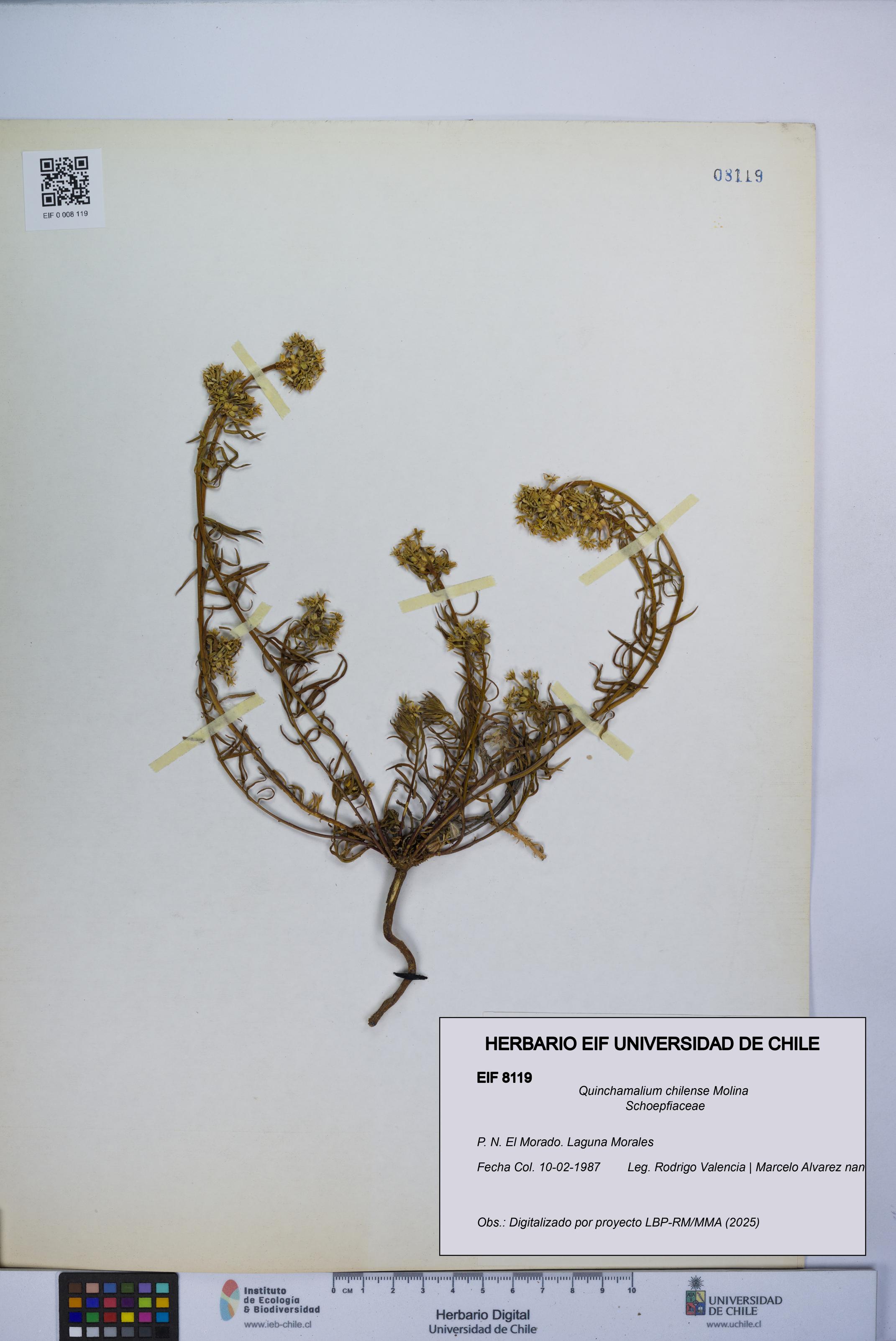 Quinchamalium chilense [Espécimen: UCH:EIF:0008119]