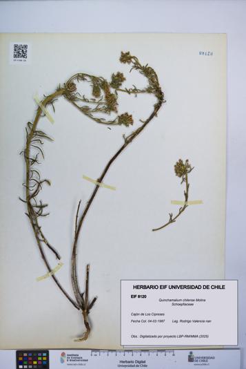 Quinchamalium chilense [Espécimen: UCH:EIF:0008120]