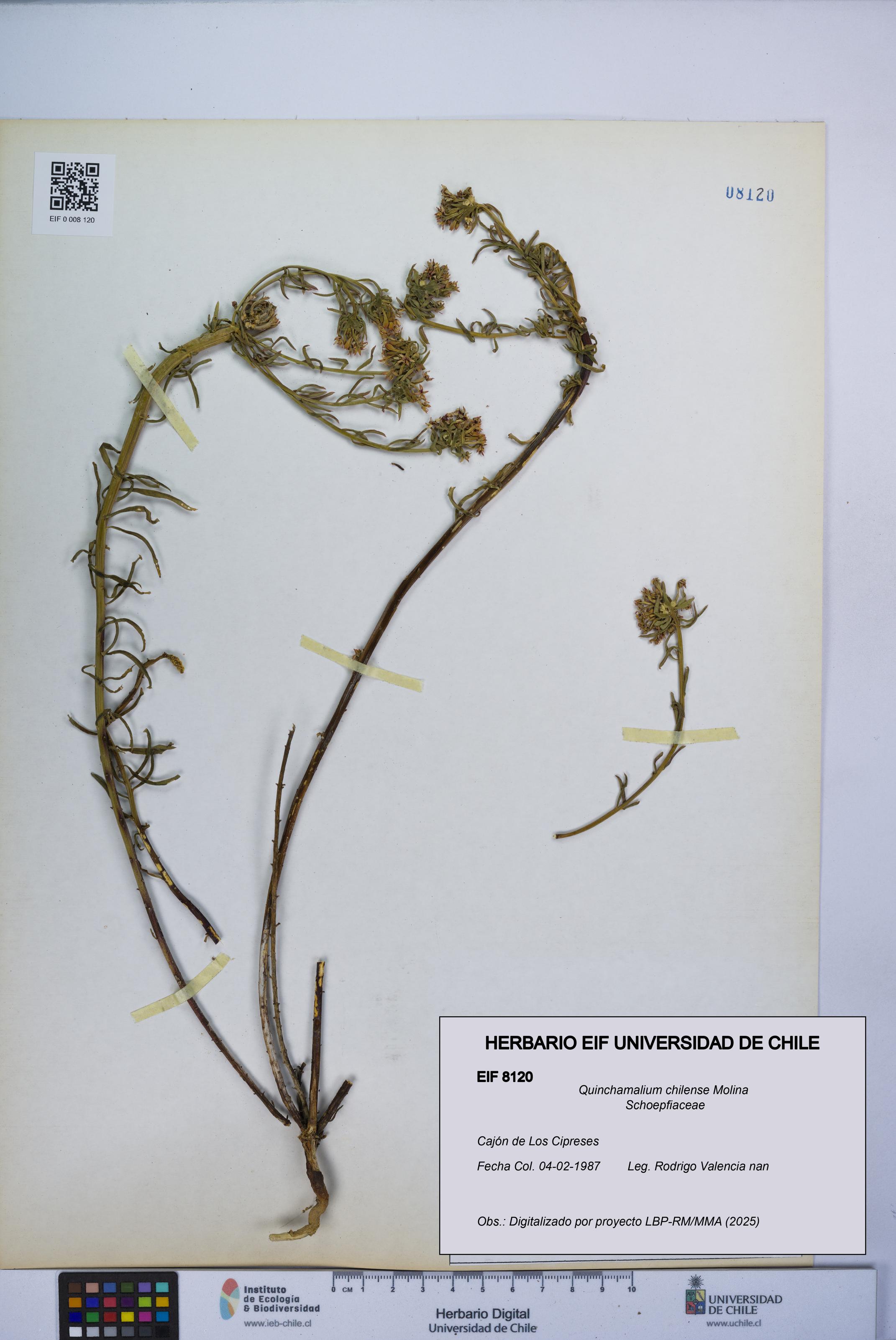Quinchamalium chilense [Espécimen: UCH:EIF:0008120]
