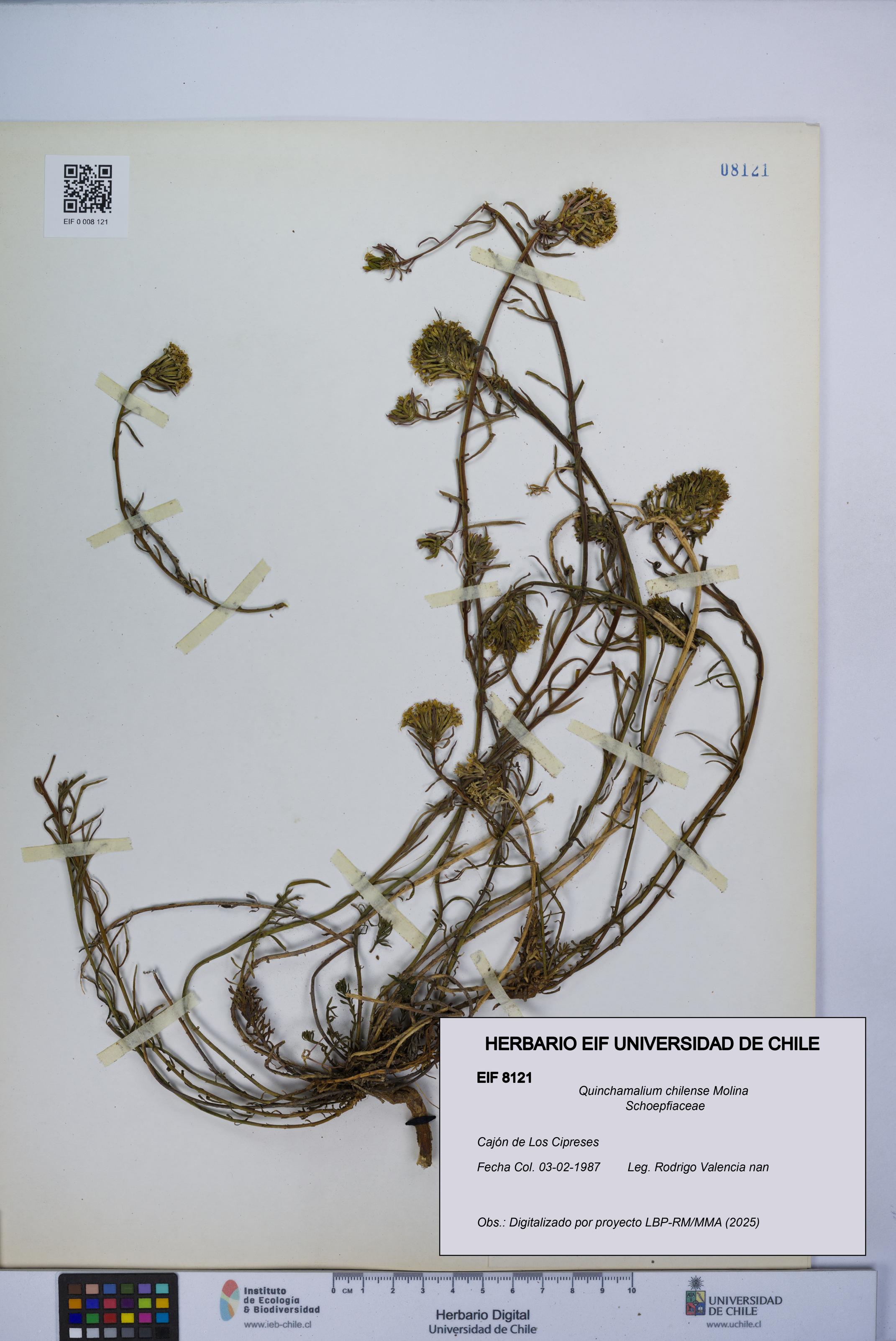 Quinchamalium chilense [Espécimen: UCH:EIF:0008121]