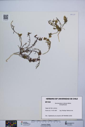 Quinchamalium chilense [Espécimen: UCH:EIF:0008123]