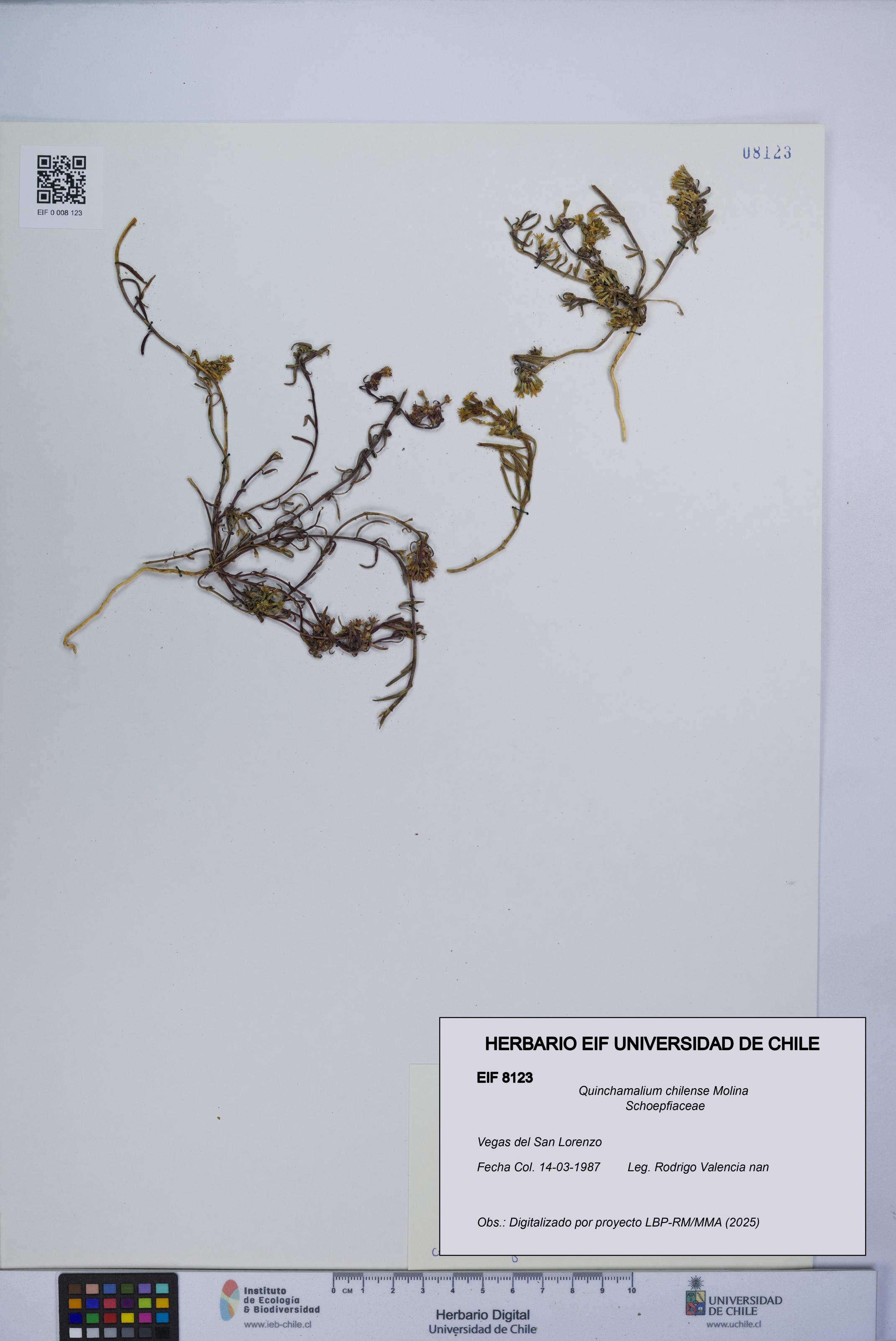 Quinchamalium chilense [Espécimen: UCH:EIF:0008123]