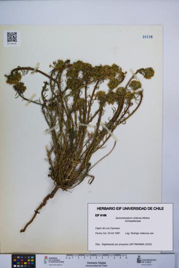 Quinchamalium chilense [Espécimen: UCH:EIF:0008166]