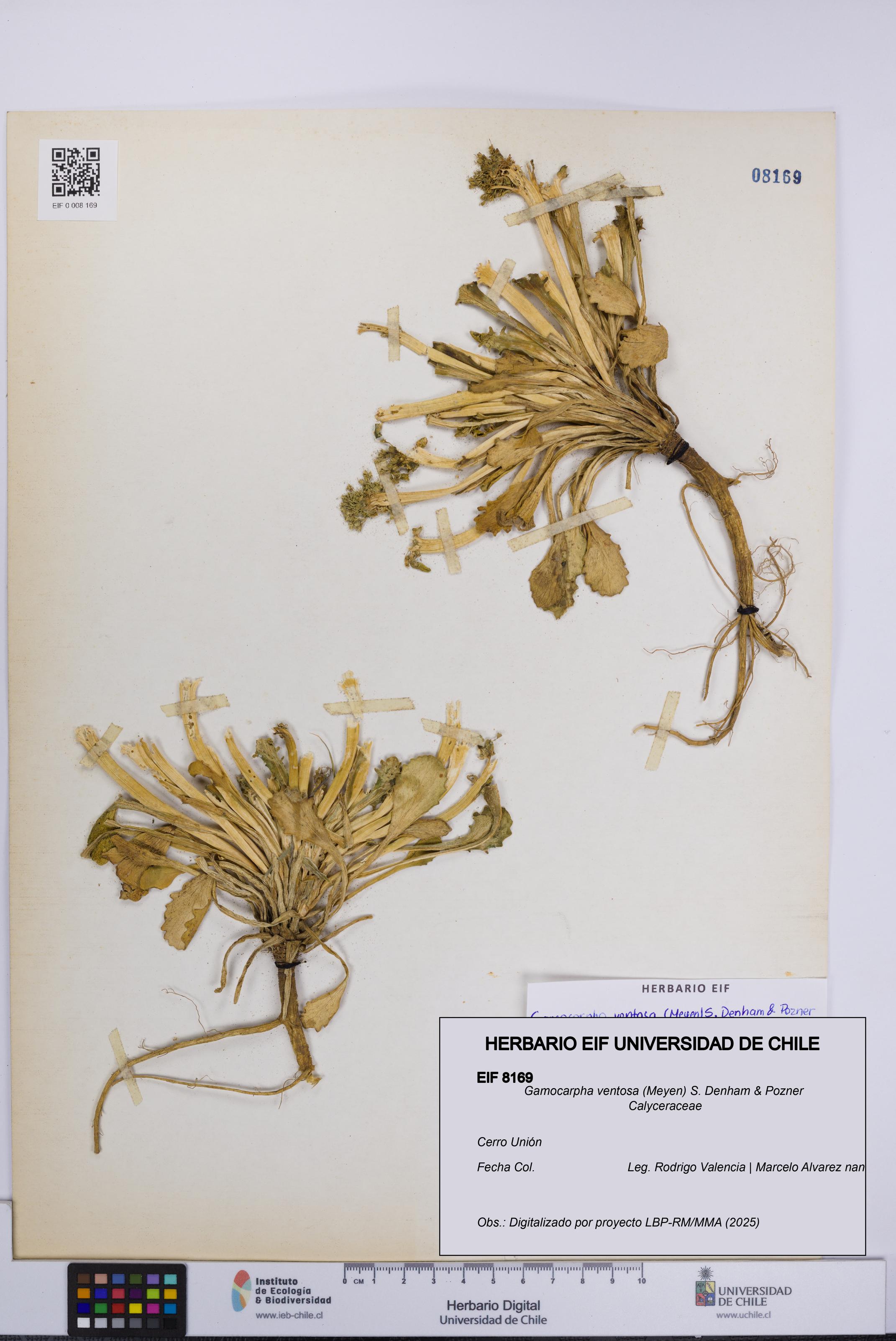 Gamocarpha ventosa [Espécimen: UCH:EIF:0008169]