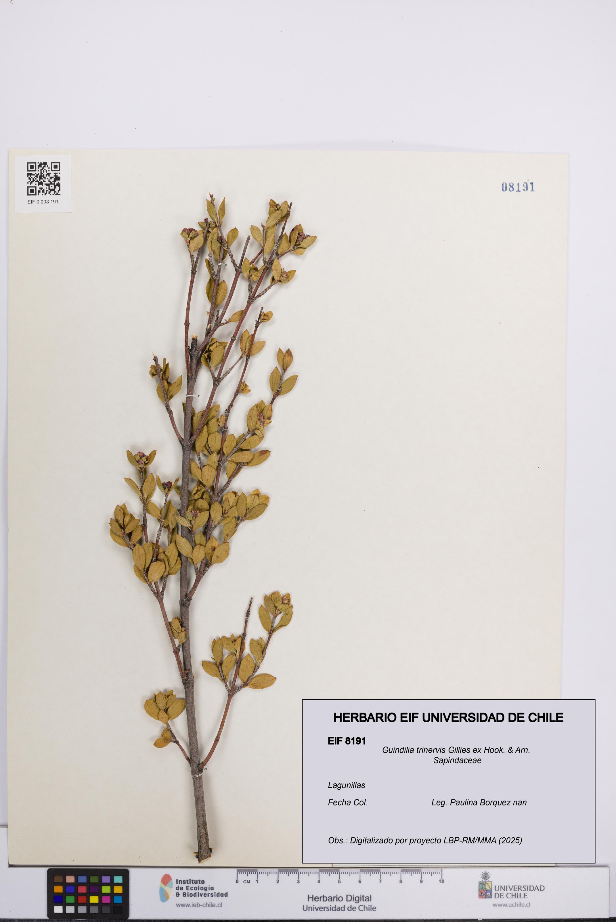 Guindilia trinervis [Espécimen: UCH:EIF:0008191]