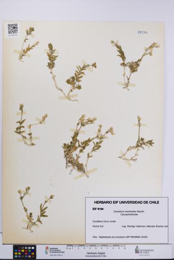 Cerastium montioides [Espécimen: UCH:EIF:0008194]