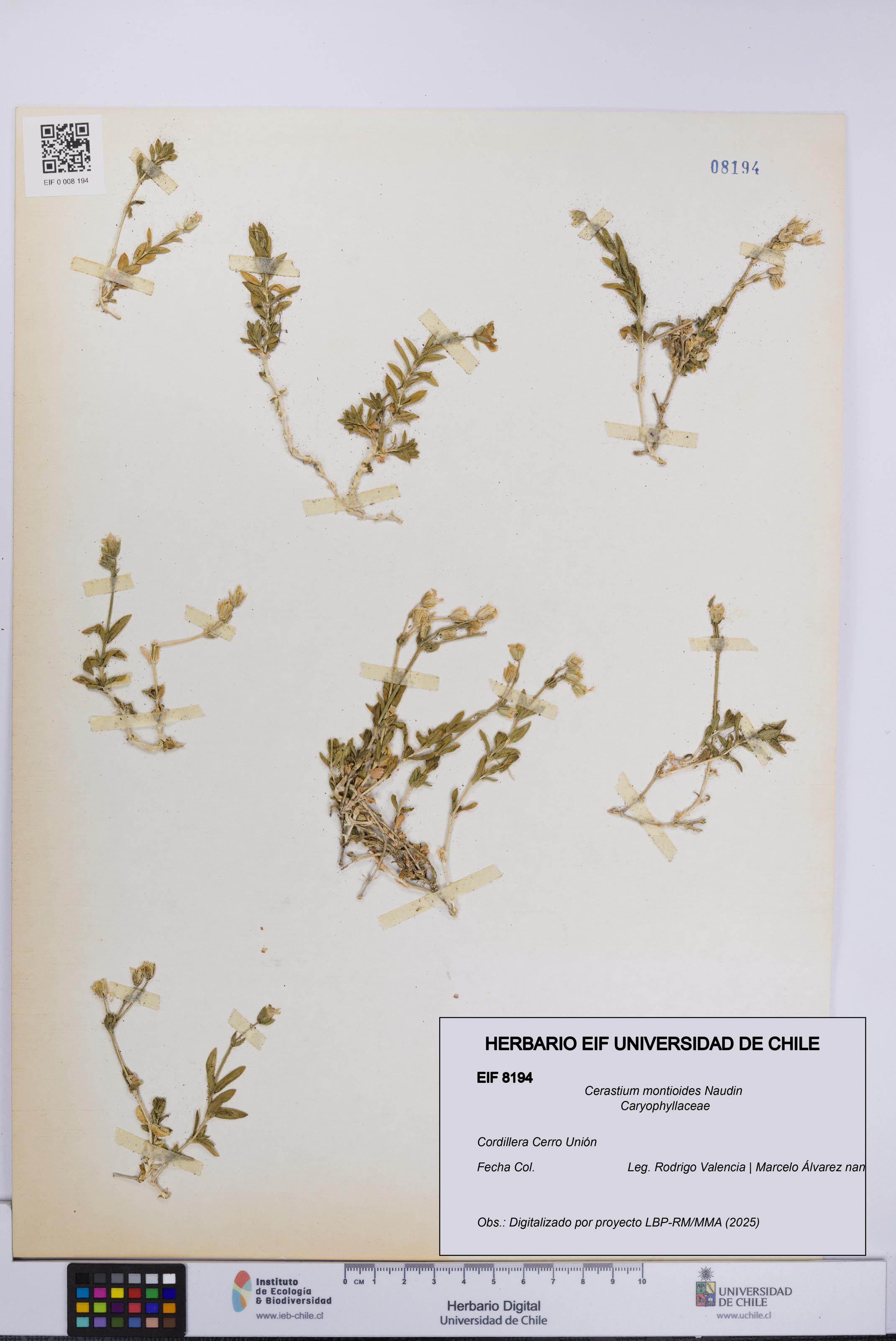 Cerastium montioides [Espécimen: UCH:EIF:0008194]